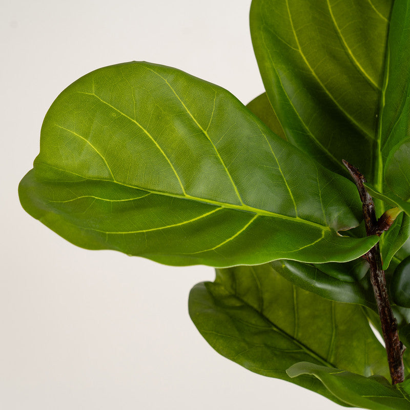 75cm Real Touch Fiddleleaf Fig Tree in Chunky White Pot